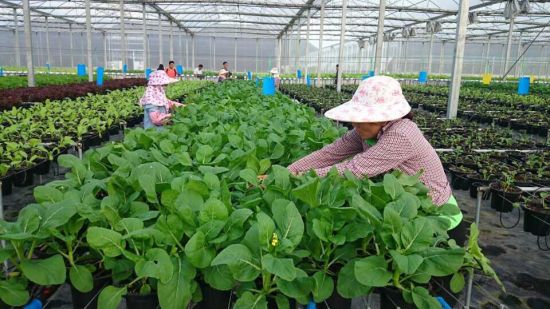 蔬菜生產管理系統(tǒng)